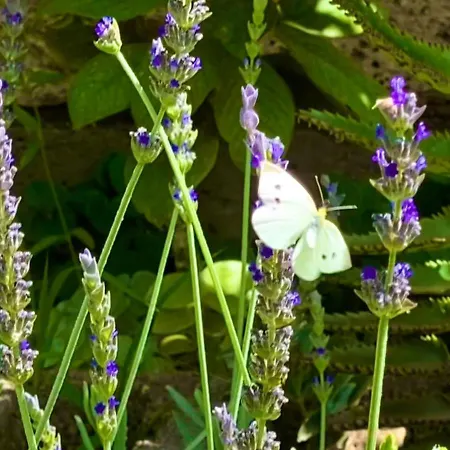 Amani Con Jacuzzi Climatizado Y Piscina Appartamento Buzanada