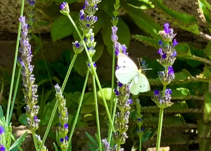 Amani Con Jacuzzi Climatizado Y Piscina Daire Buzanada
